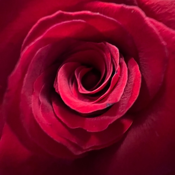 loralierose